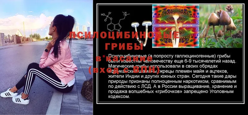 ссылка на мегу как зайти  Карачев  Псилоцибиновые грибы MAGIC MUSHROOMS 